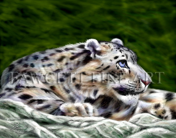 Snow Leopard