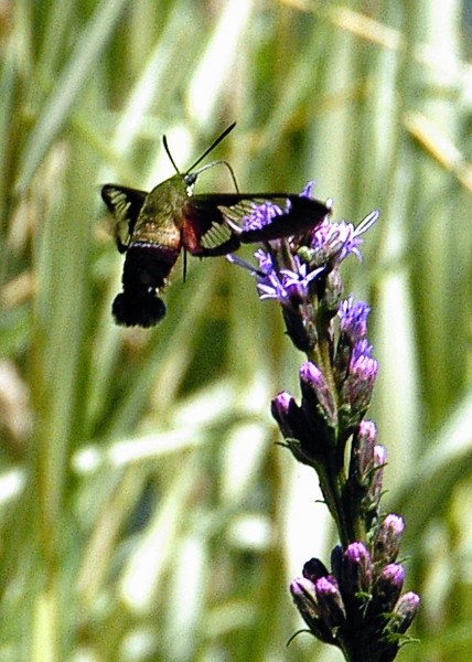 Clearwing Hummingbird Moth