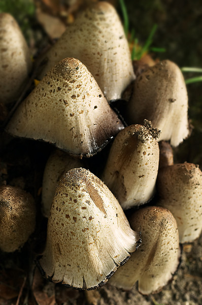 Mushrooms