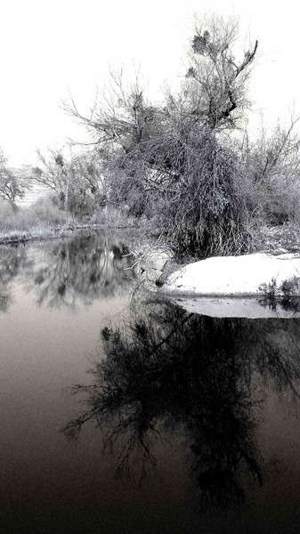 fishin tree