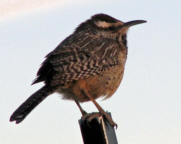 Early Morning Visitor