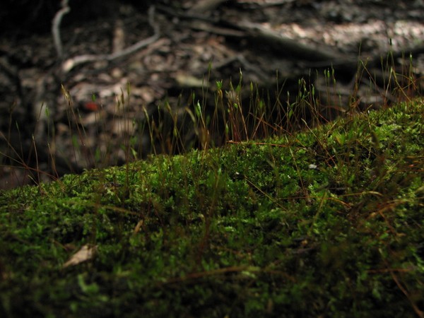 Moss.