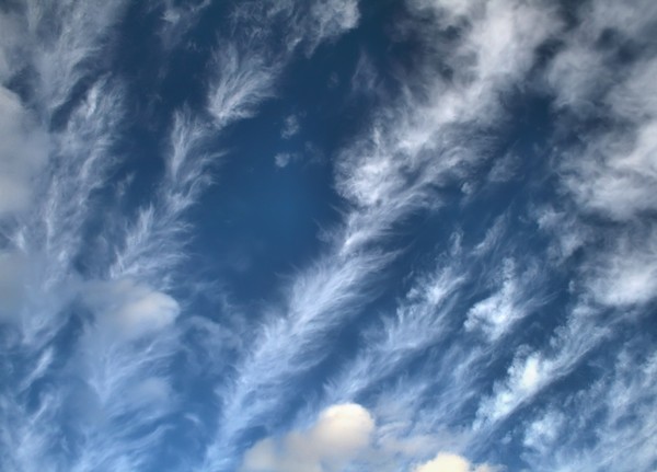 FEATHERS IN THE SKY