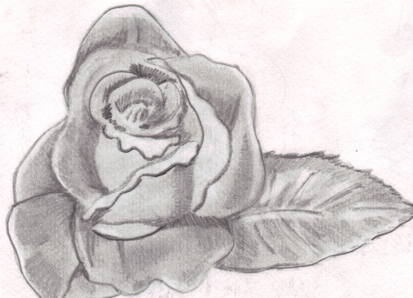 rose sketch