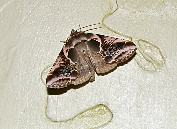 My favorite Moth