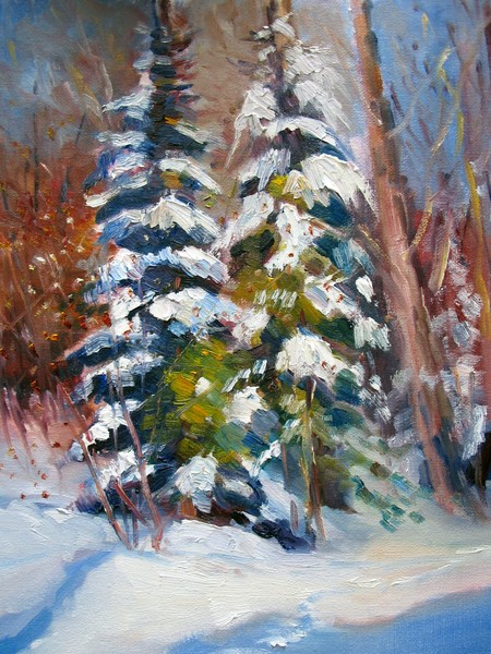 Snow Covered Pine Tree