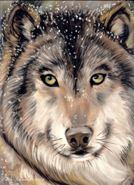 Soul of the Wilderness