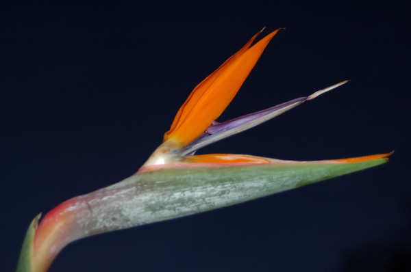 Bird of Paradise