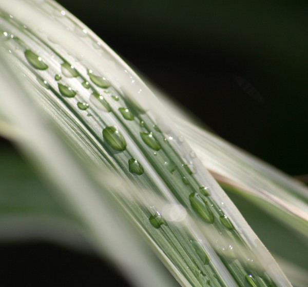 Water Drops