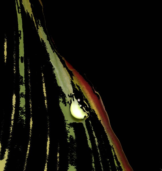 Water Drop On Leaf Enhanced
