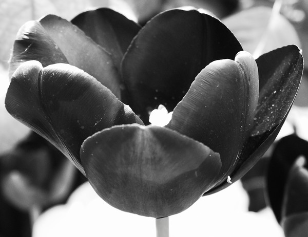 Tulip
