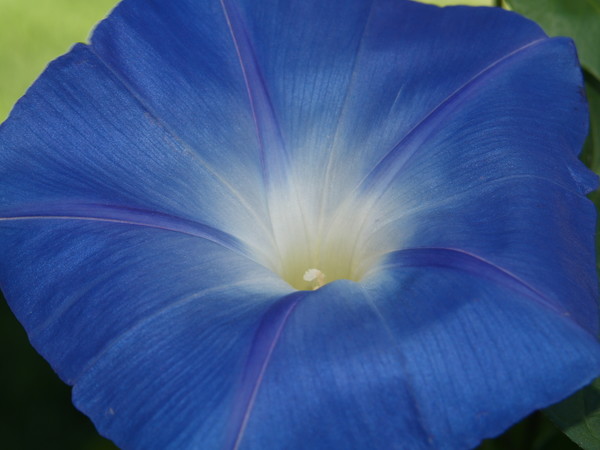 ...Something Blue.