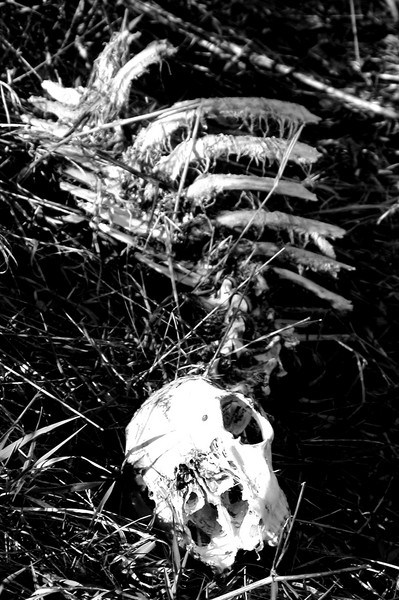 Bones