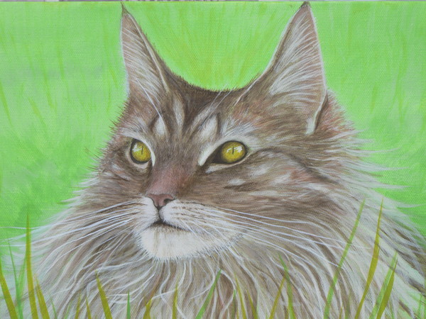 maine coon fizzy
