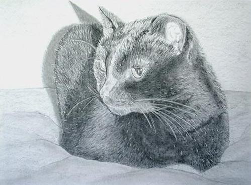 Cat 11