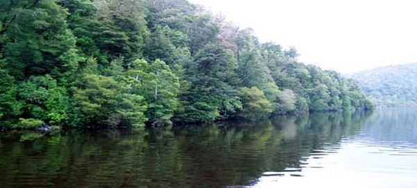 Gordon River Reflections