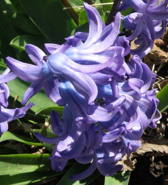 Hyacinths