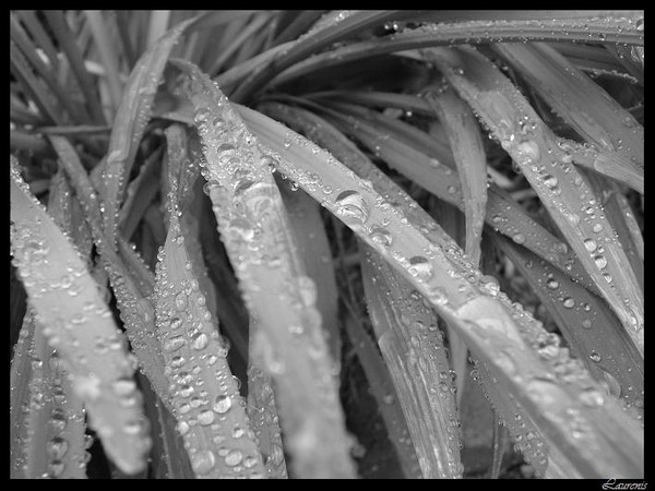 Drops of Spring