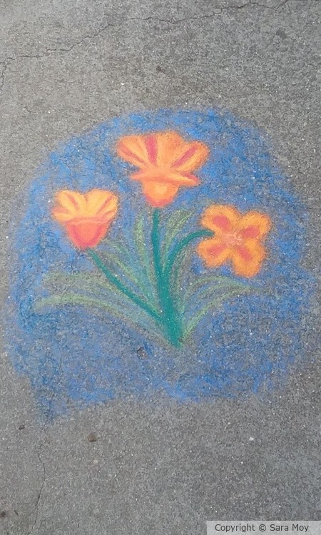 Golden Poppies 