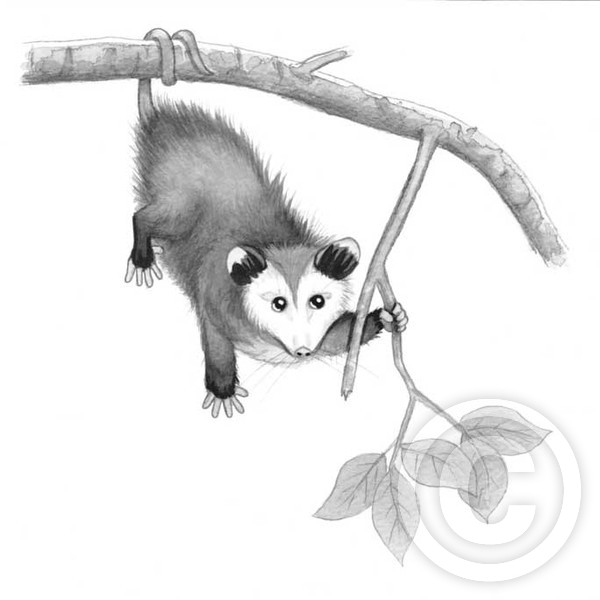 Baby Opossum