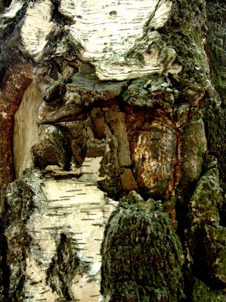 10. birch