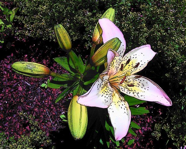 Just Another Pretty Flower