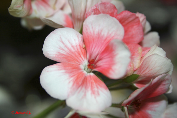 Lovely Petals