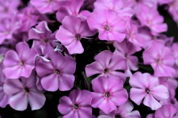 A Tribute to Purple Blossoms