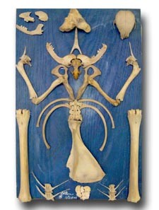 fracture savior (sold)