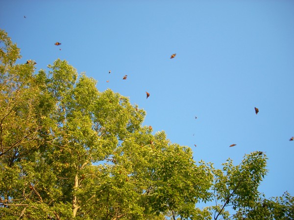Butterfly Flight