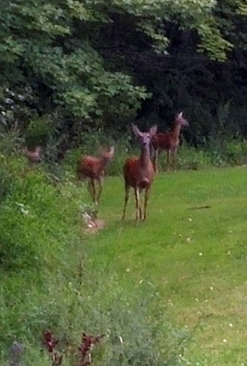 deer