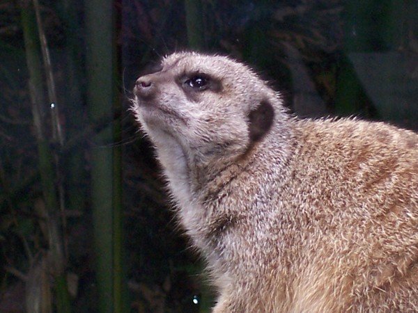 Meerkat