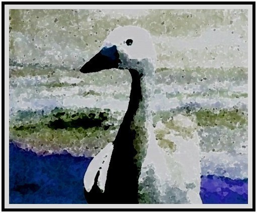 COUSTEAU