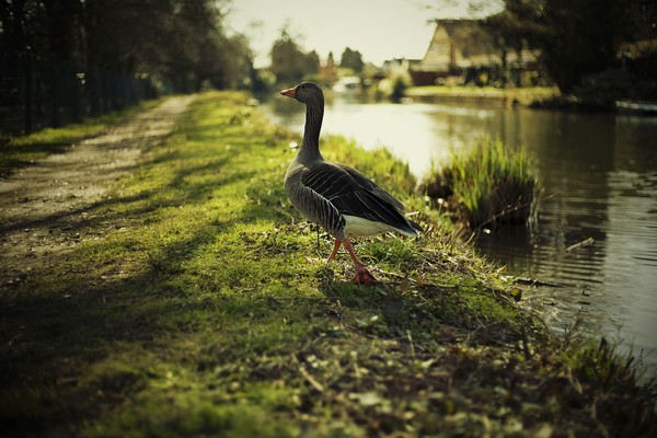 Gander
