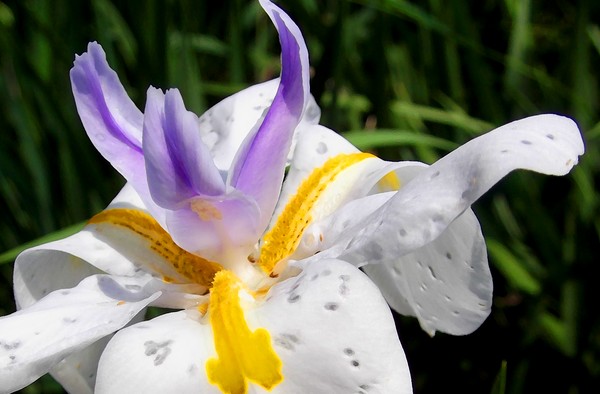 African Iris
