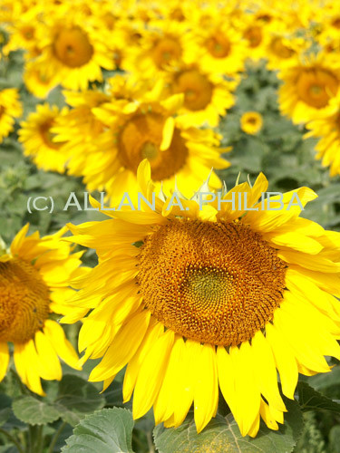 Sunflowers