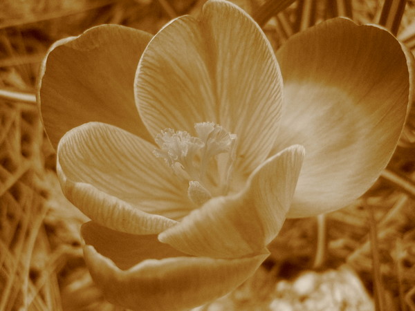 Gloden Flower