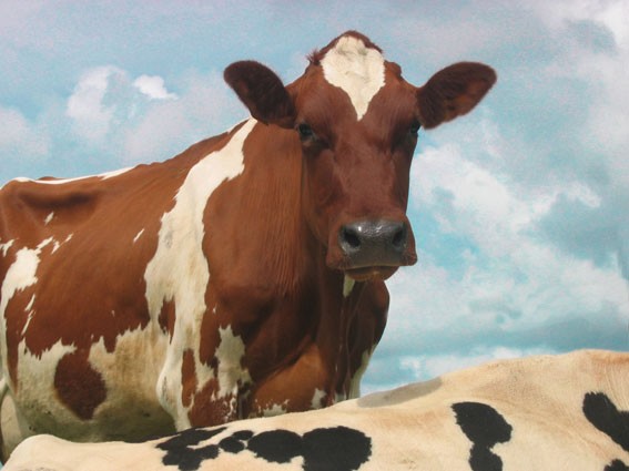 Cows 3