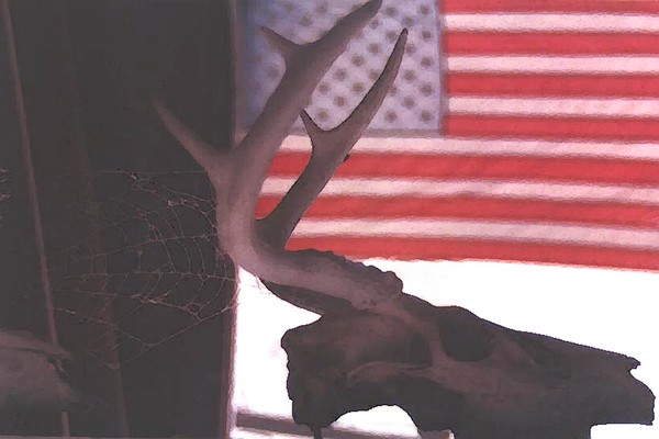American Whitetail Deer