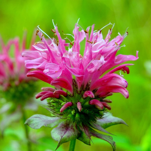 Monarda in Bloom