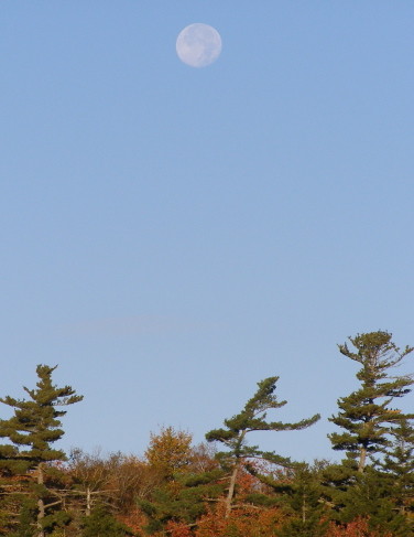 Moon over Trees