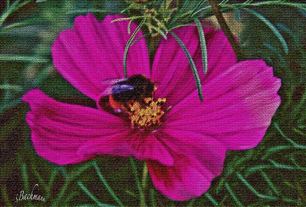 Sunday play : A Flower and a Bee ..