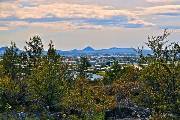View and Birch tree !