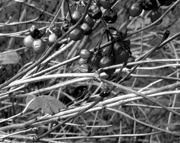 Black and White Berries