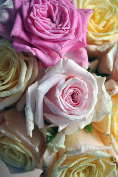 Marie Antoinette Roses