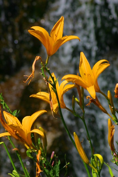 Day  of Lilies