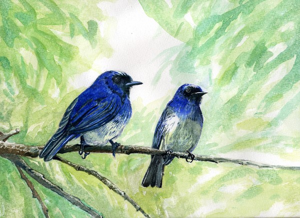 Mountain Birds