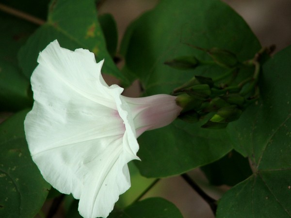 Wild Potato Vine Bloom