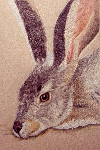Jackrabbit