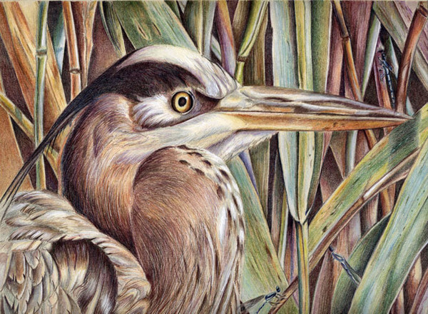Blue Heron